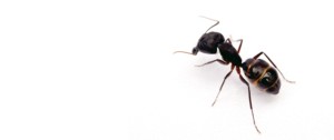 Hubení mravenců - mravenec obecný